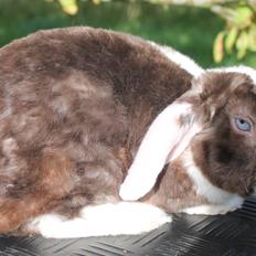 Kanin Den Glade Gulerod's E.B.