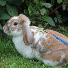 Kanin Lykkebos Mariyo