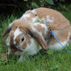 Kanin Lykkebos Mariyo