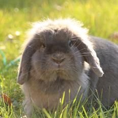 Kanin CAs Sinus Amoris