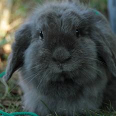 Kanin CAs Sinus Amoris