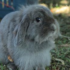 Kanin CAs Sinus Amoris