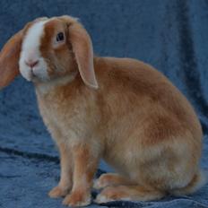 Kanin Ministalds Tellus