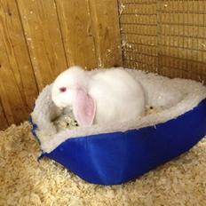 Kanin Hybens Nice Things