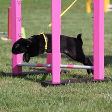 Kanin Brocks Arks Diablo