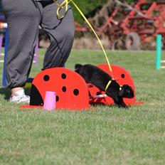 Kanin Brocks Arks Diablo