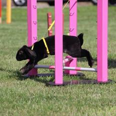 Kanin Brocks Arks Diablo