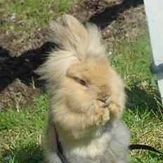 Kanin Fluffy