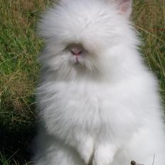 Kanin Eragon Von den Pfotenvilla