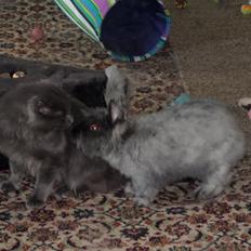 Kanin Naomi <3 (Angora)