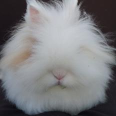 Kanin Emma von den pfotenvilla <3