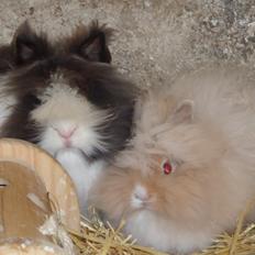 Kanin Carlotta von den Elbwiesen. 17/4