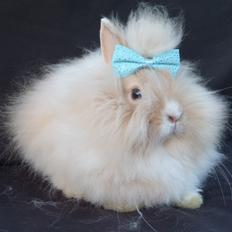 Kanin Carlotta von den Elbwiesen. 17/4