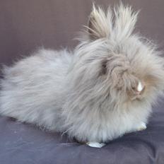 Kanin Valmuens Silja <3 20/5