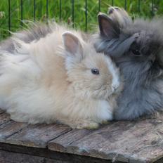 Kanin Bjørnholts Electra <3 23/5