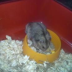 Dværghamster *NATAN*