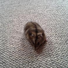 Dværghamster *NATAN*