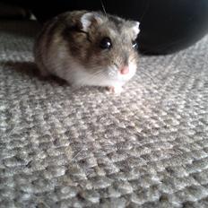 Dværghamster *NATAN*