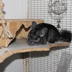 Chinchilla Hugo