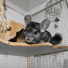 Chinchilla Hugo