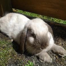 Kanin Dværgvædder Emma *SOLGT! :-(*