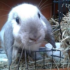 Kanin Dværgvædder Emma *SOLGT! :-(*