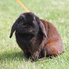 Kanin Hyacintias Max