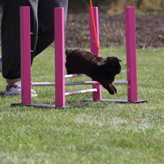 Kanin Hyacintias Max