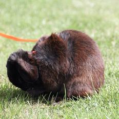 Kanin Hyacintias Max