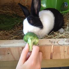 Kanin Hollænder - Stald Harbo´s Cosmo