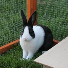 Kanin Hollænder - Stald Harbo´s Cosmo