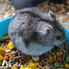 Dværghamster Chap Aka Chapper