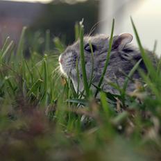 Dværghamster Chap Aka Chapper