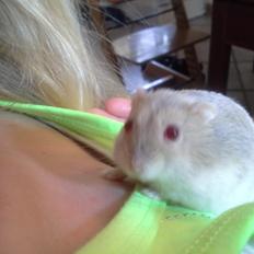 Dværghamster *PETER* rip