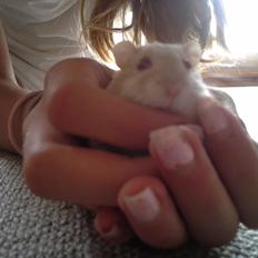 Dværghamster Peter (Himmelhamster)