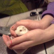 Dværghamster Peter (Himmelhamster)