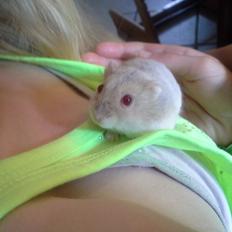 Dværghamster Peter (Himmelhamster)