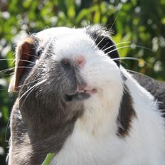 Marsvin SKsv-13 DKsvCH Creutzbergs Odessa B | Skilpadde hv