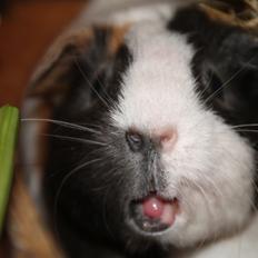 Marsvin SKsv-13 DKsvCH Creutzbergs Odessa B | Skilpadde hv