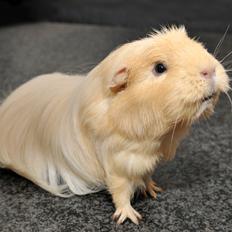 Marsvin Vanilla *Puttemusen*