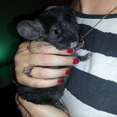 Chinchilla Wildè