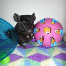 Chinchilla Wildè