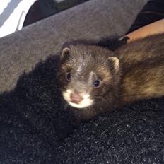 Ilder Lyon Ferretry's Europae Ictis