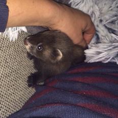 Ilder Lyon Ferretry's Europae Ictis