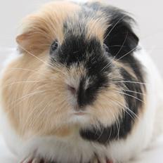 Marsvin DKskdCH Hamster