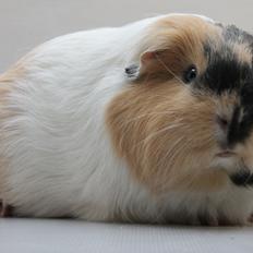 Marsvin DKskdCH Hamster