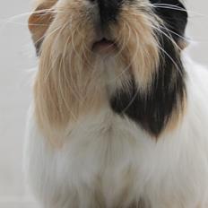 Marsvin DKskdCH Hamster