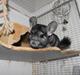 Chinchilla Hugo