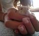 Dværghamster Peter (Himmelhamster)