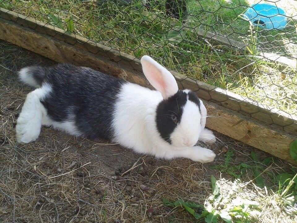 Kanin Brocks Arks Dixie *solgt* billede 1